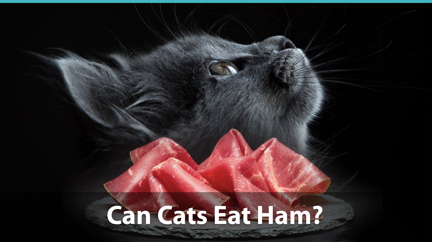 35 Top Images Can Cats Eat Honey Ham : Can Cats Eat Ham Or Is It Bad For Them