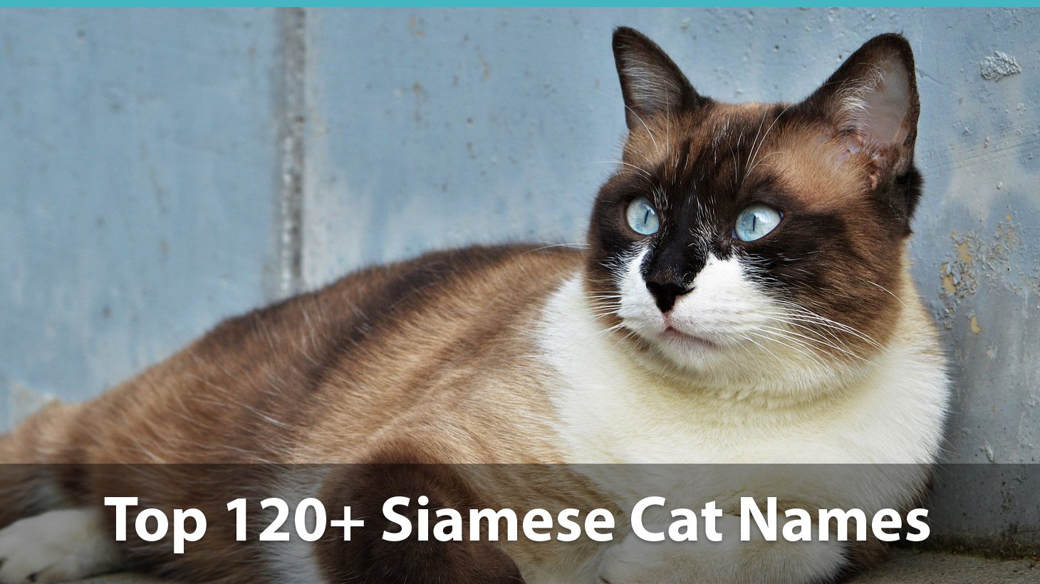 Male Siamese Cat Names 20 Collection Of Ideas About How To Make Your
