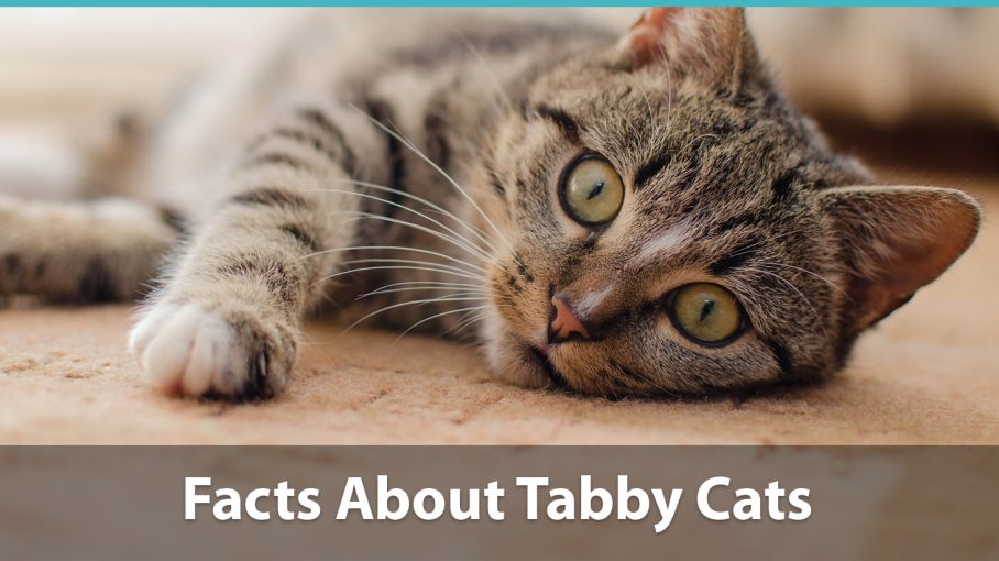 Facts About Tabby Cats Traits Health Issues Price And Everything Else
