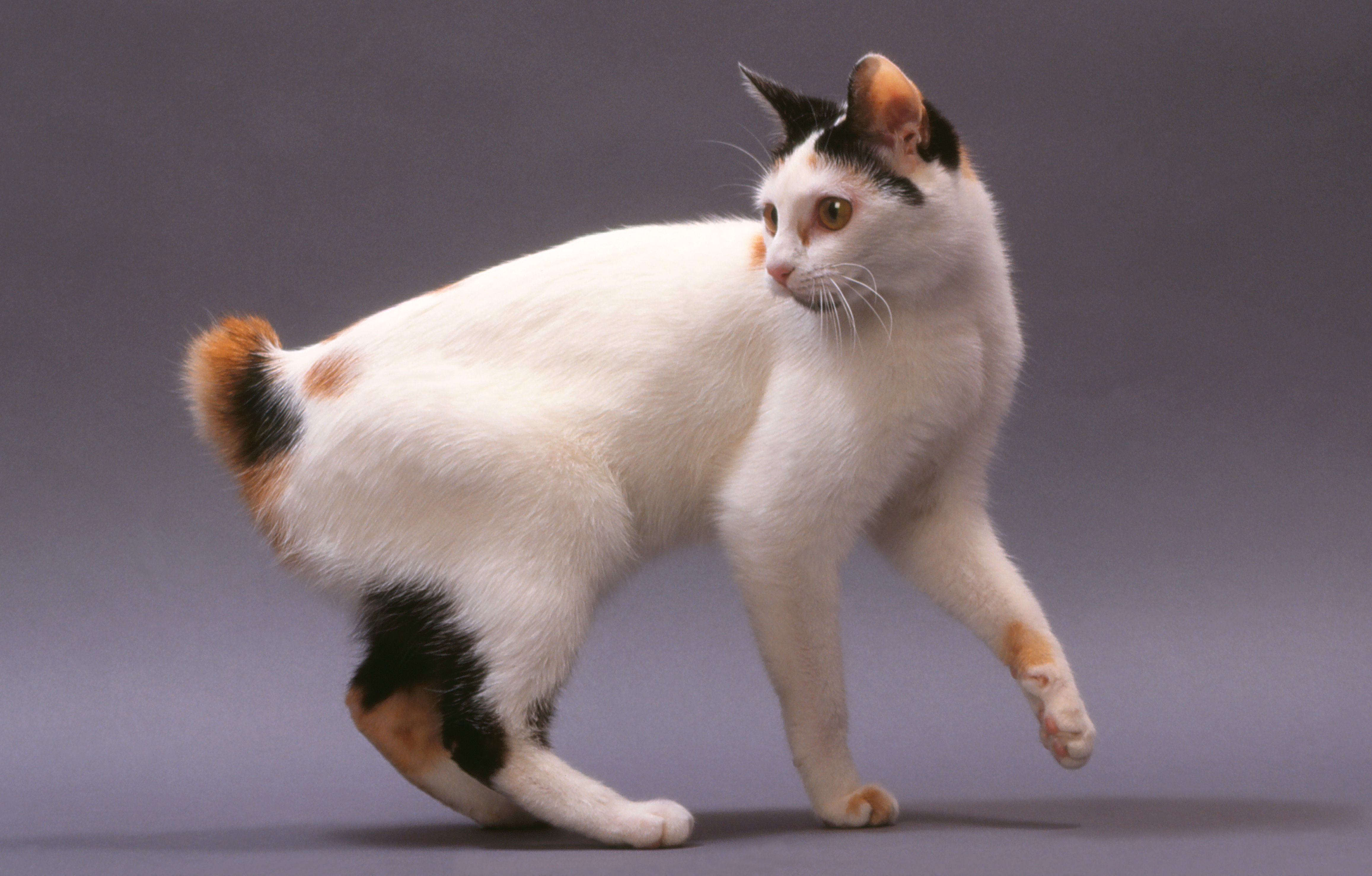 Why Do Cats Have Tails? Is There Really A Purpose? + Cat Tail Facts