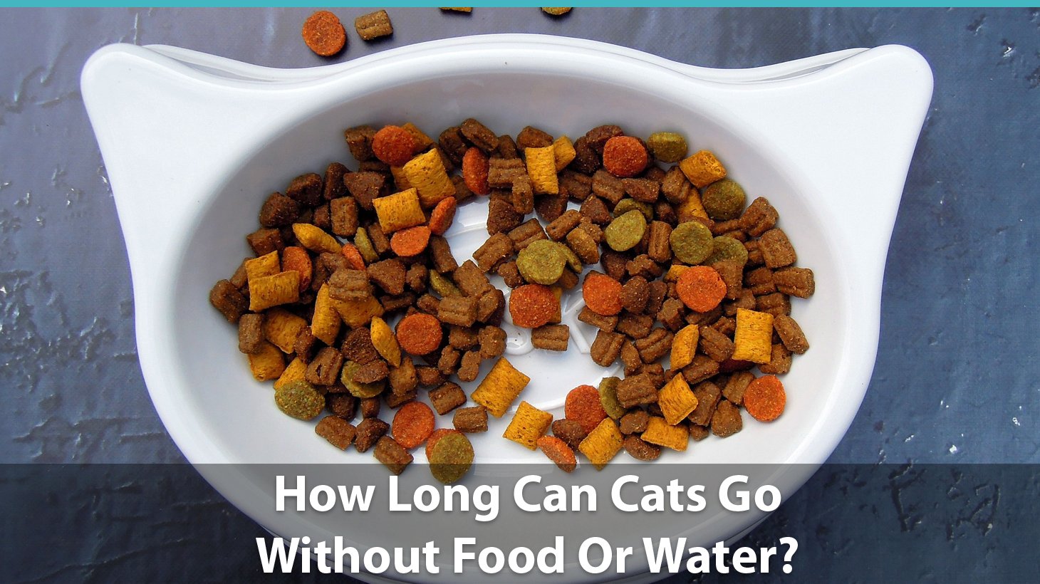 How Long Can A Cat Go Without Food Or Water? Feline Eating ...
