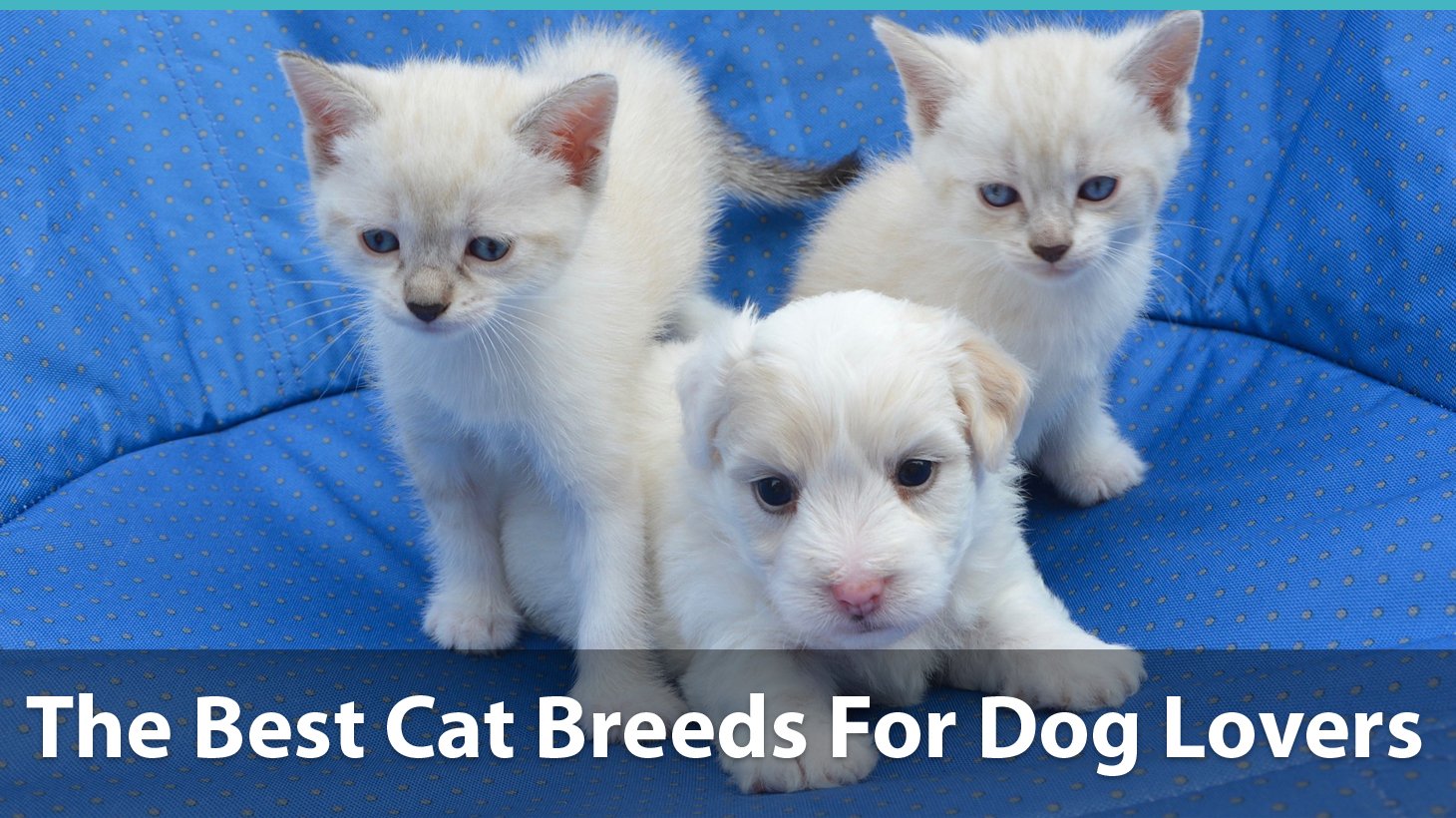 The Best Cat Breeds For Dogs And Dog Lovers