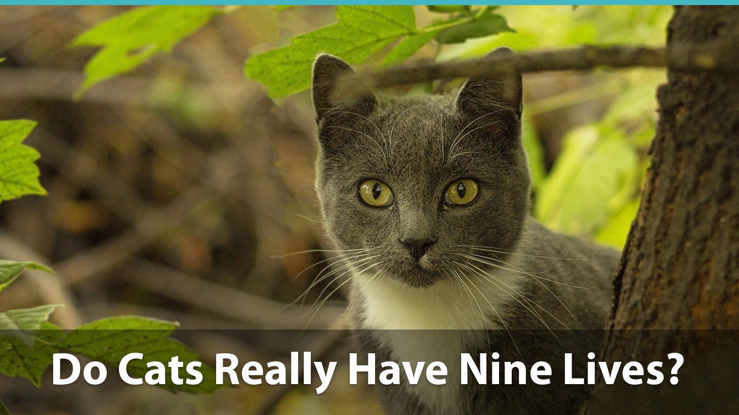 Do Cats Really Have Nine Lives? What Does The Myth Mean And Is There