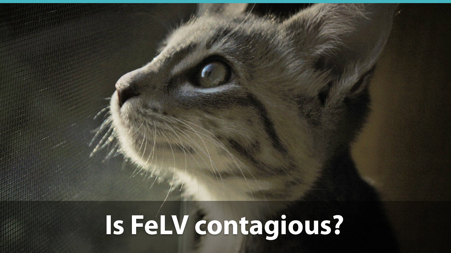 Is Feline Leukemia Virus (FeLV) contagious? Can cats and people