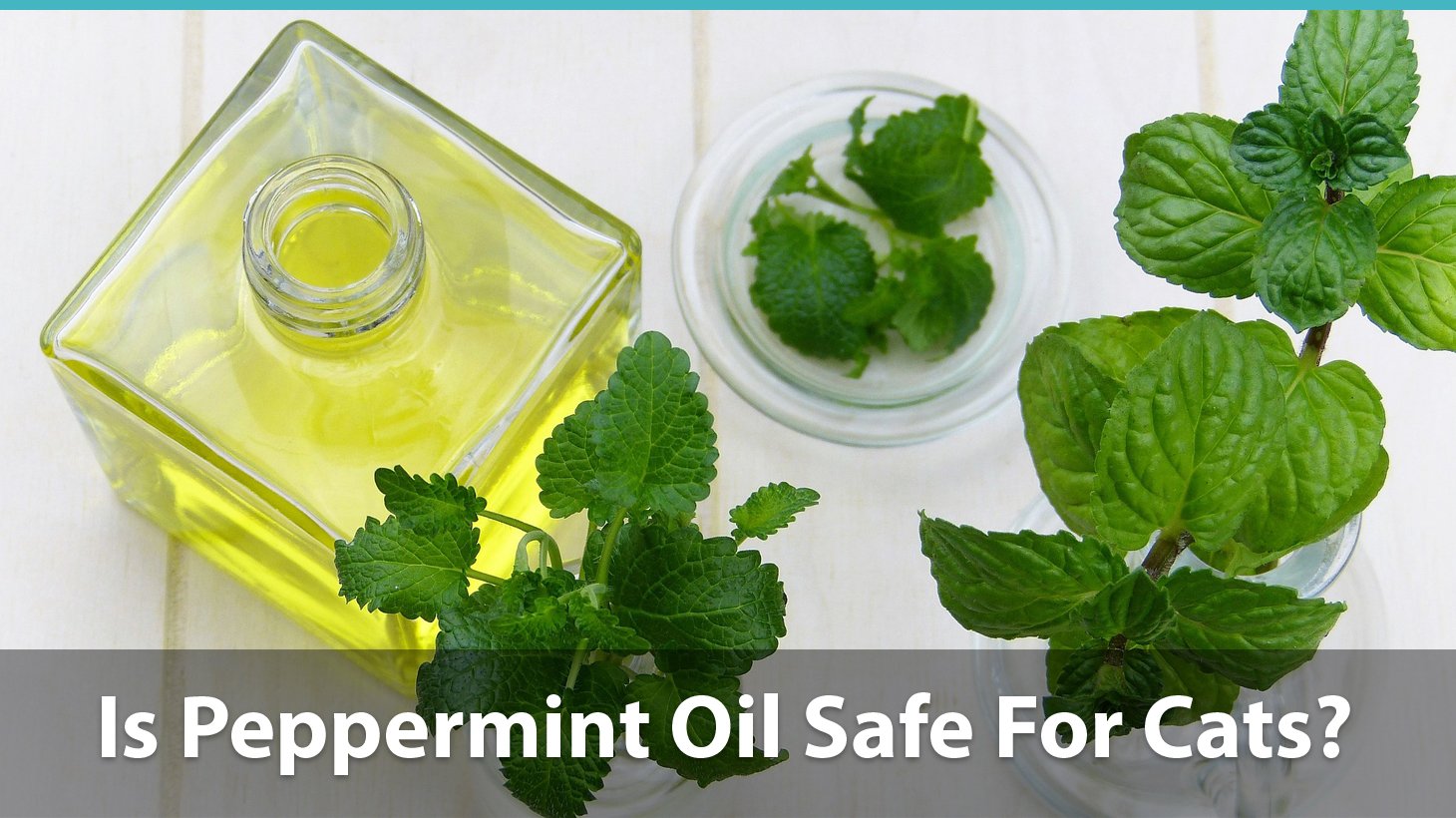 Is Peppermint And Peppermint Oil Safe For Cats Or Is It Bad For Them?
