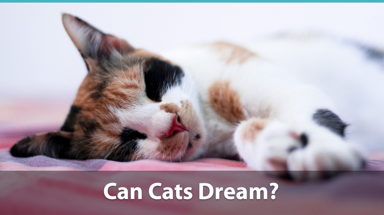 Do Cats Dream? Can They Have Nightmares?
