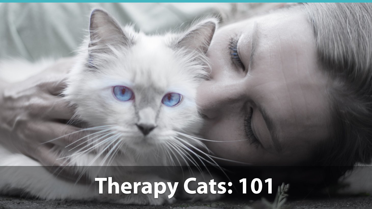 how to get a therapy cat