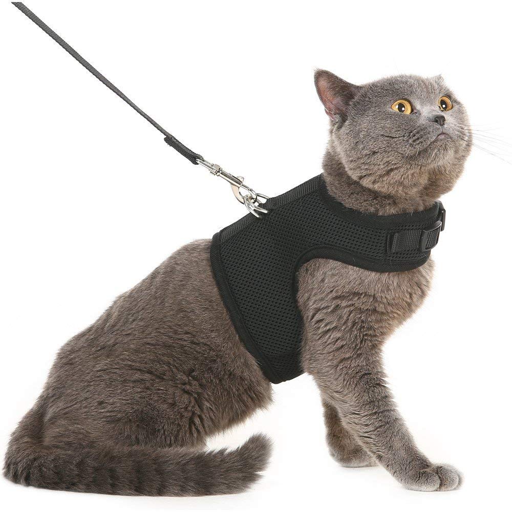 The Best Cat Harness and Leash To Walk Your Cat Safely (with Reviews)