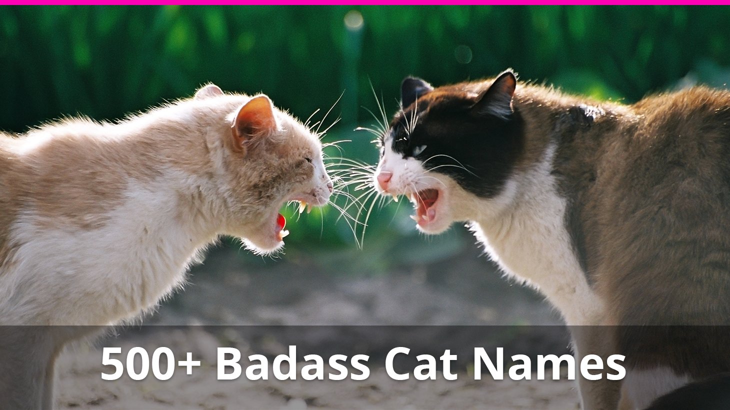 Best 500 Badass And Tough Cat Names For Male And Female Kitties