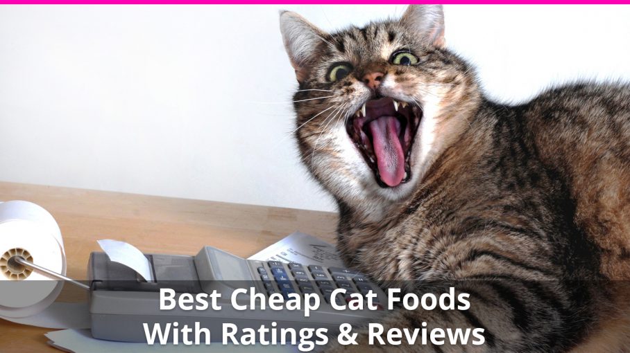 low price cat food