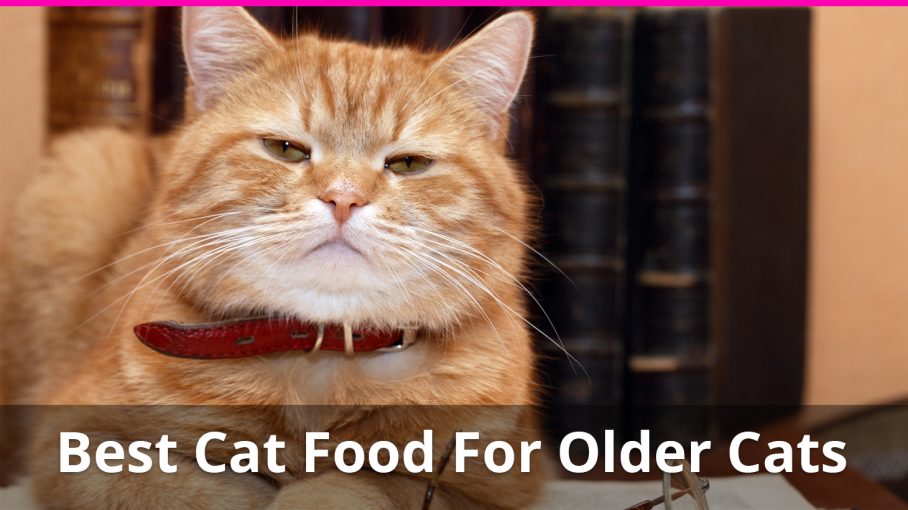 Best Cat Food For Older Cats: Reviews of the Top Foods for ...
