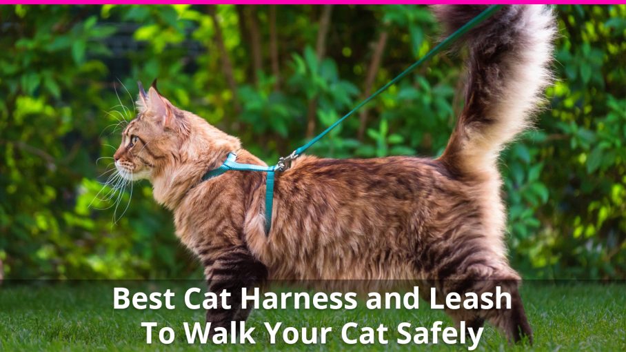 pet clever cat harness