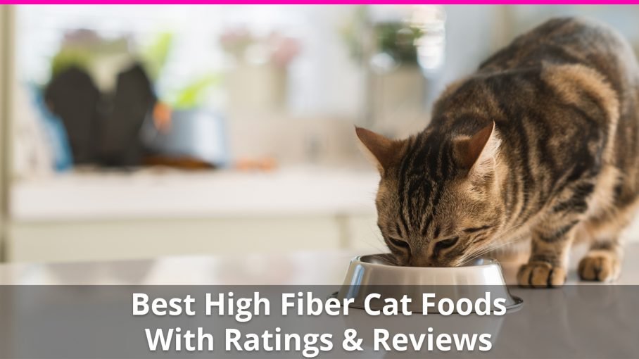 high fiber cat food for diarrhea