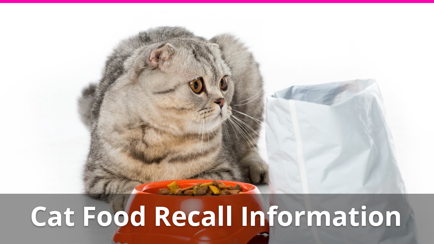 Everything You Need To Know About Cat Food Recalls