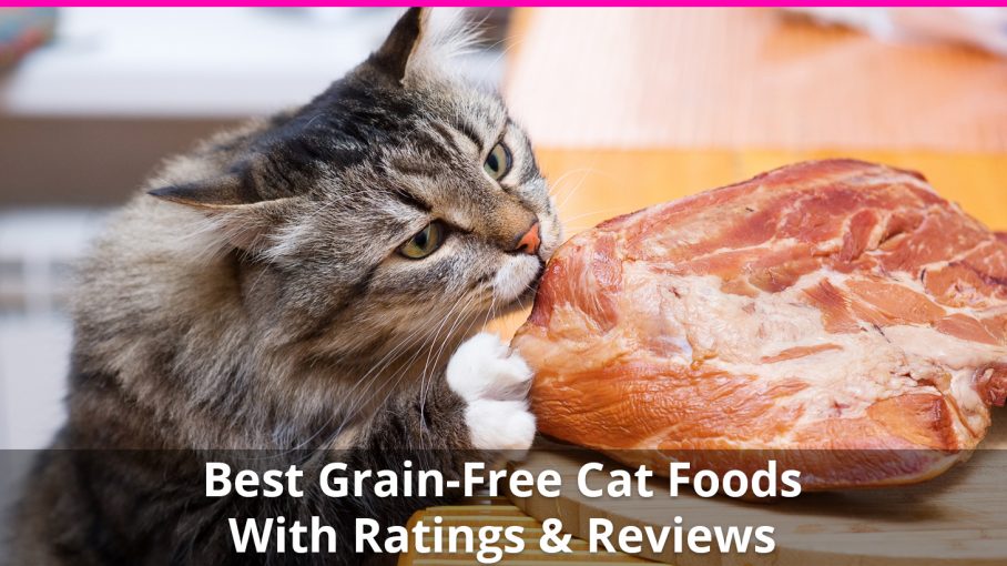 best grain cat food