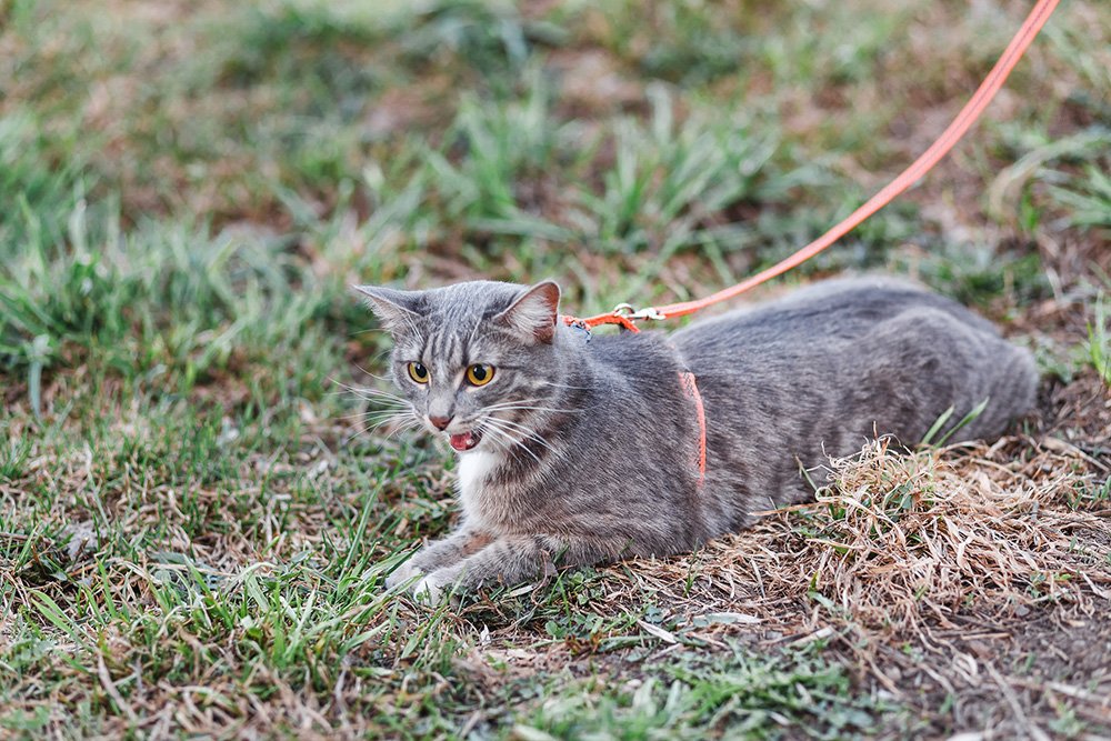best cat leash