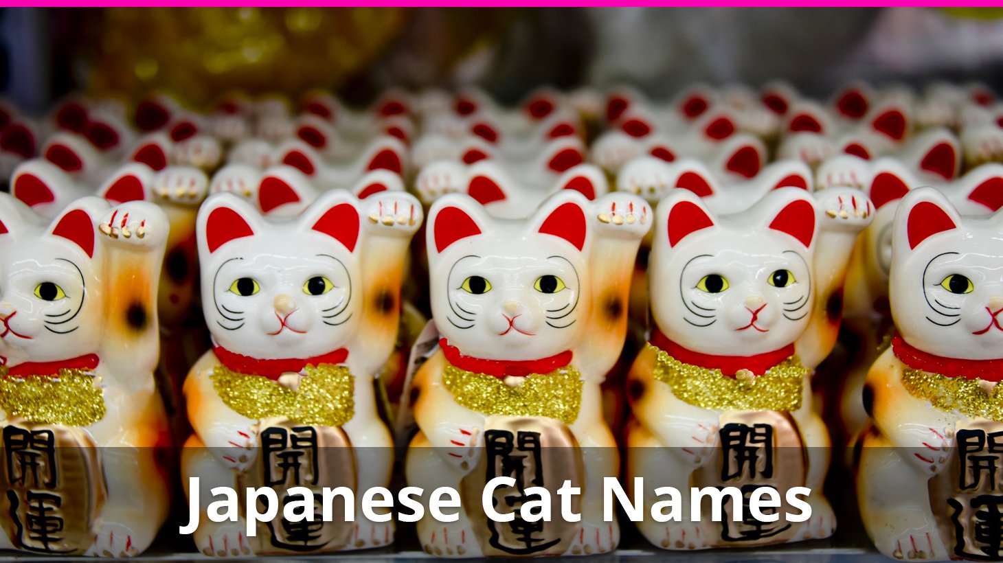Best 250 Japanese Cat Names Meanings For Male And Female Cats