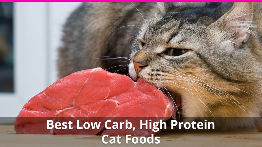 The Best High Protein, Low Carb Cat Food Reviews for 2019