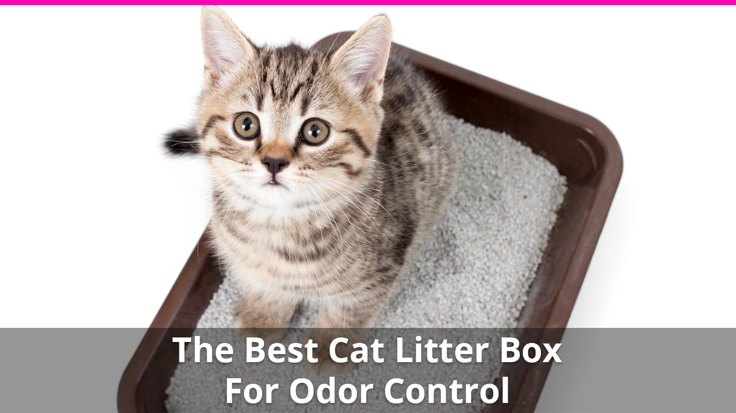 best cat litter box for odor control