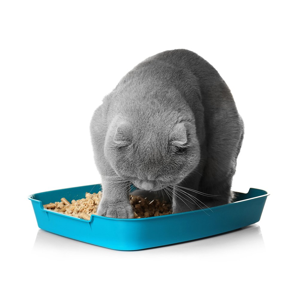 The Best Big Cat Litter Boxes for Large Cats Reviews and Ratings for 2020