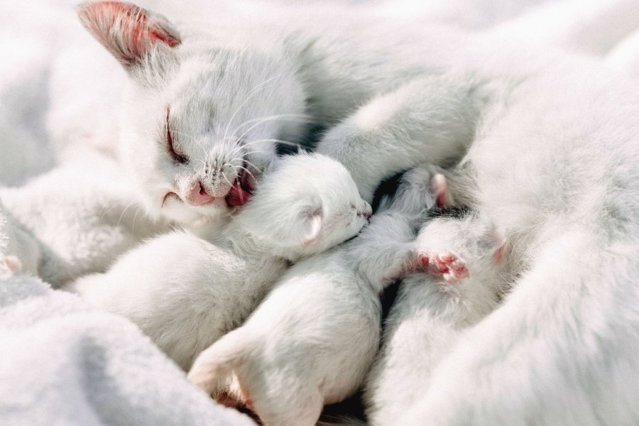 white mother cat licking her new kittens who are feeding