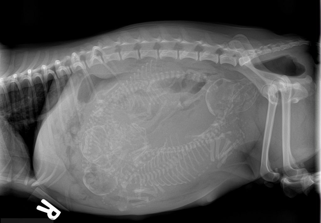 x ray of pregnant cat with multiple kittens inside