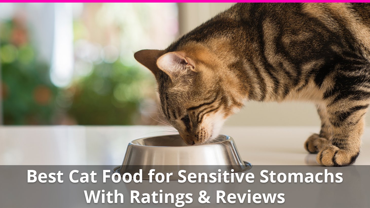 best wet food for cat with sensitive stomach
