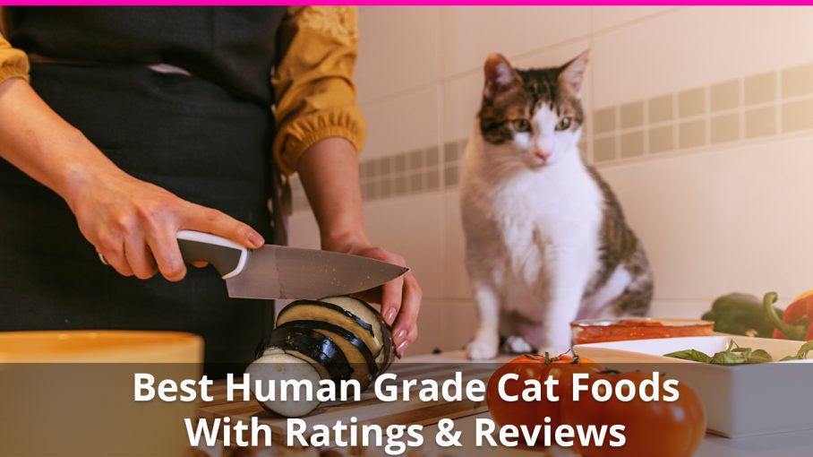 Best Human Grade Cat Food 😸✅ Reviews of 