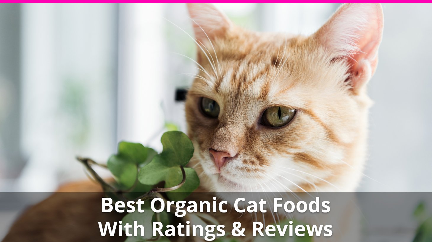 best organic cat food wet