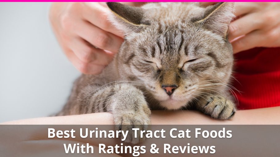 best cat food for urinary health