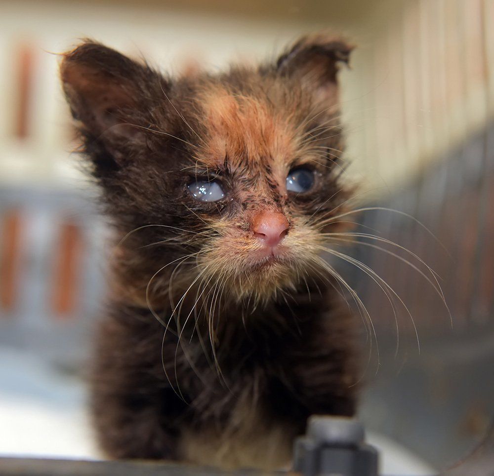 Feline Herpes In Cats And Kittens Herpesvirus Symptoms & Treatment