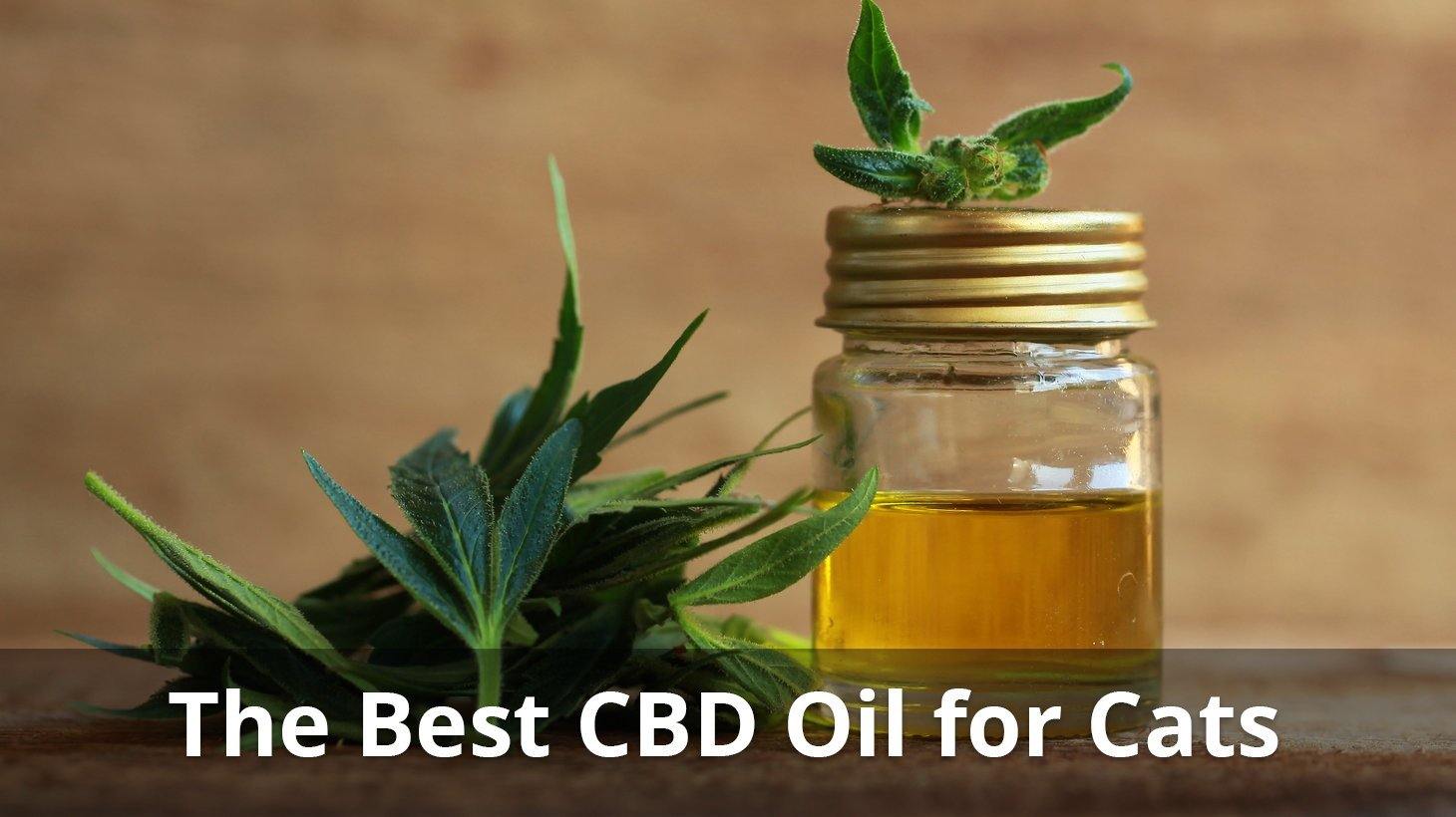 best cbd for cats