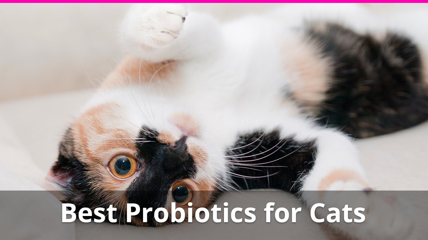 The 5 Best Probiotics For Cats with 