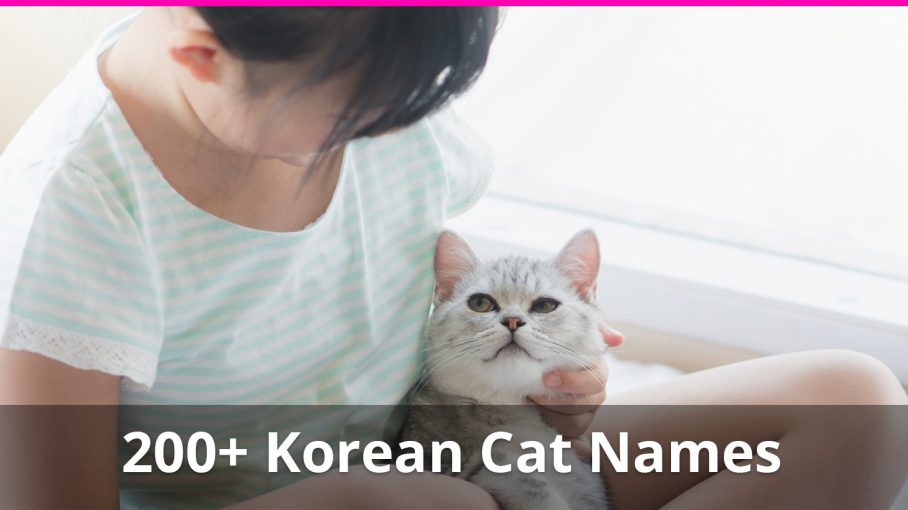 200 Korean Cat Names Plus Meanings For Male And Female Kitties