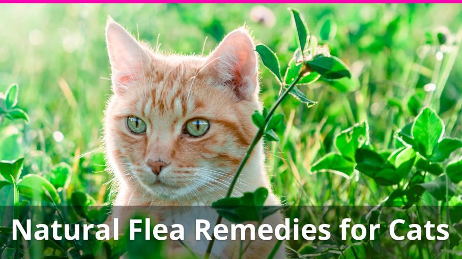natural flea treatment for cats