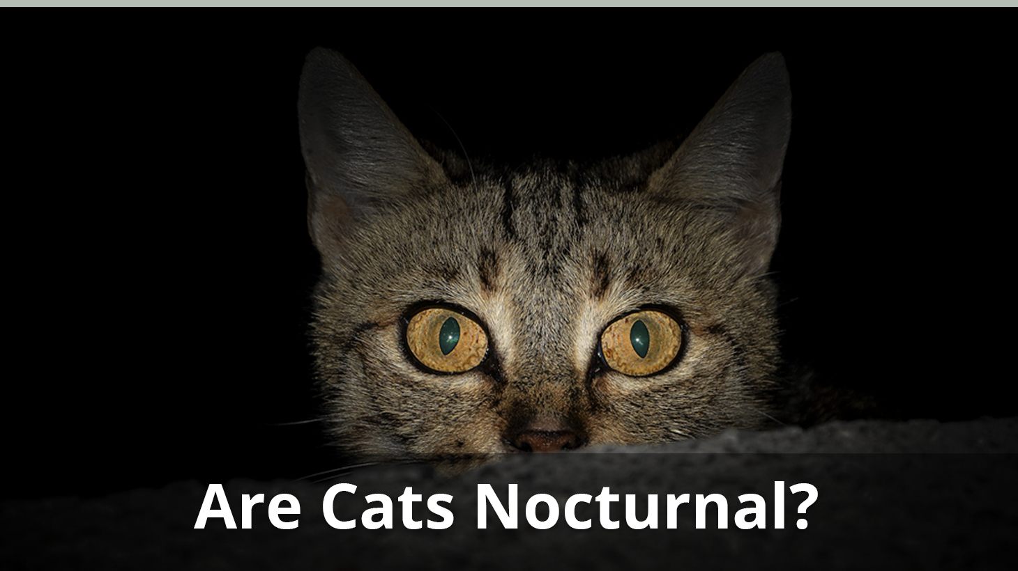 Are Cats Nocturnal? How To Get Your Cat To Sleep At Night