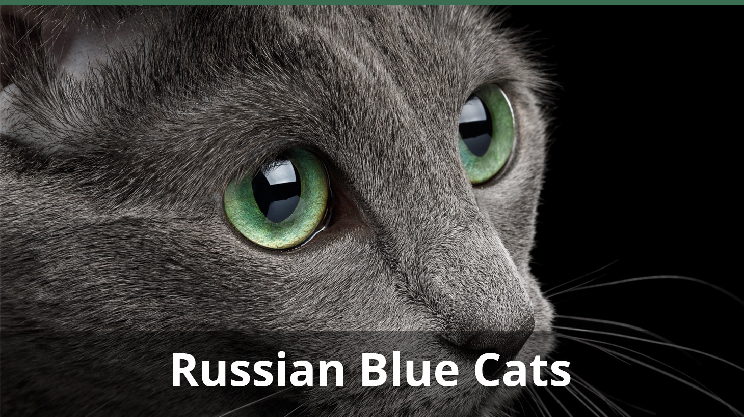 russian blue indoor cat