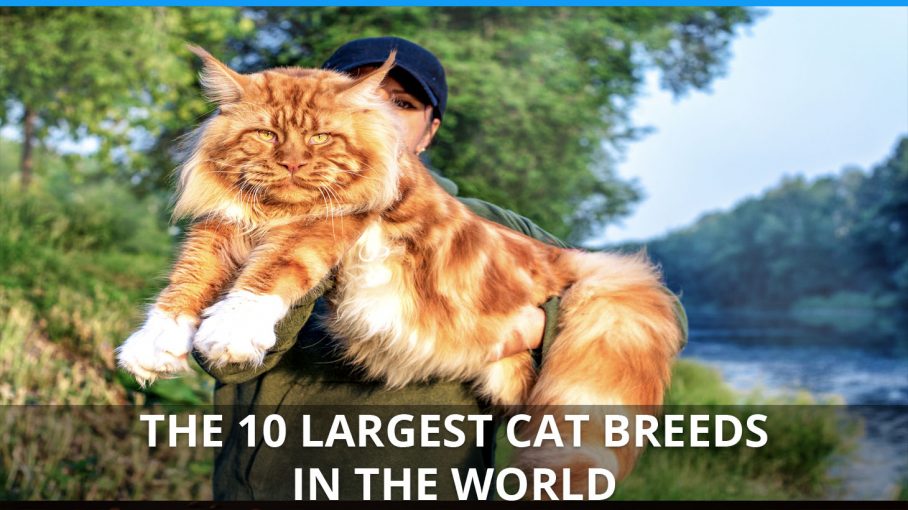 top 10 biggest cats