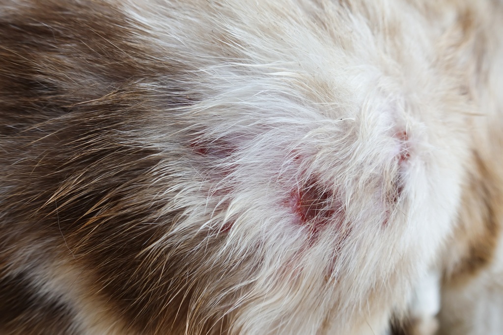Cat Abscess Treatment Information and Guide How To Treat At Home