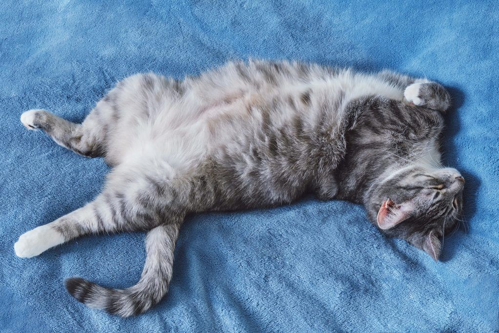 Cat Sleeping Position Meanings What Does Belly Up Or Curled Up Mean?