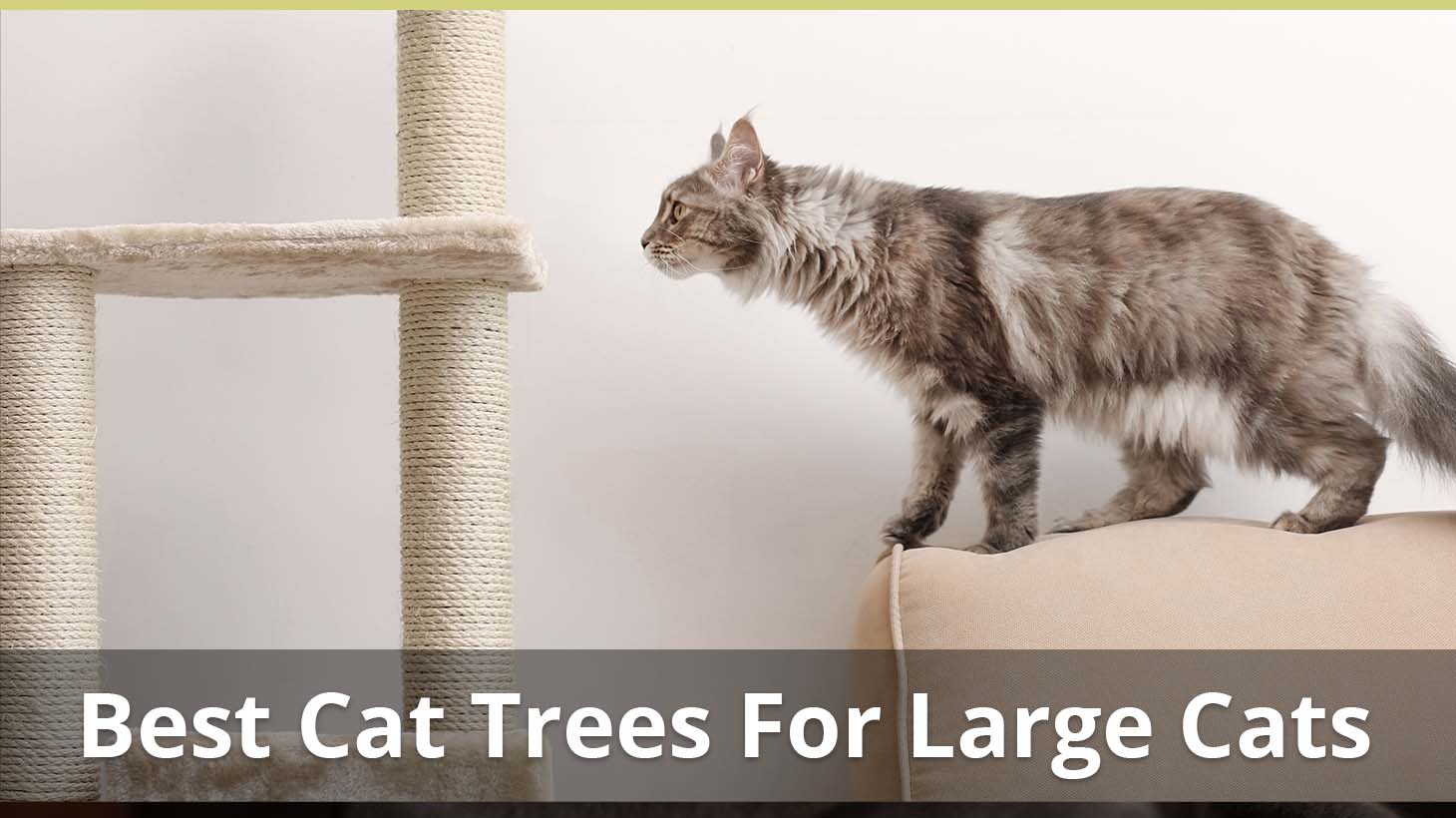 Best Cat Trees For Large Cats